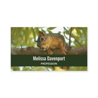 Cute Curious Squirrel Nature Photography