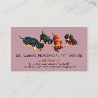 Cute Dachshund Doxie Puppies Pet Grooming Mauve