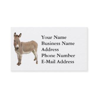 Cute Donkey Burro Photograph