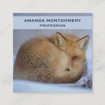 Cute Little Fox Curled Up Winter Photo Square