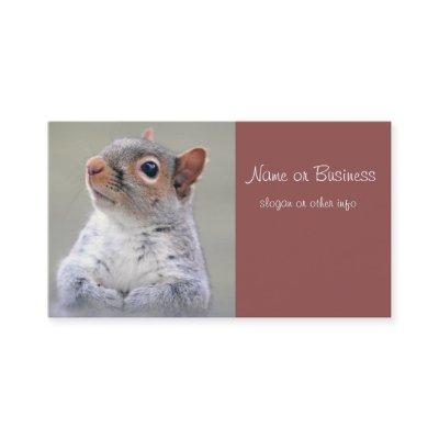 Cute Little Soft and Fluffy Gray Squirrel