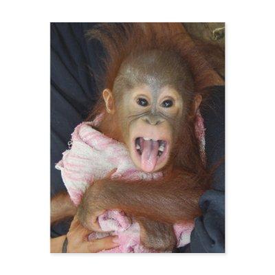 Cute Orangutan Tongue Monkey Business Postcard