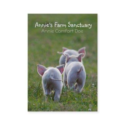 Cute Piglets Farm Sanctuary