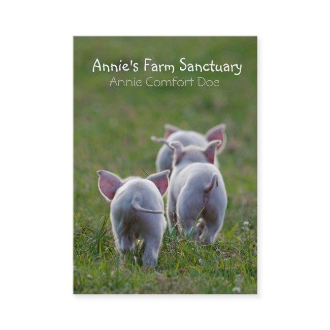 Cute Piglets Farm Sanctuary