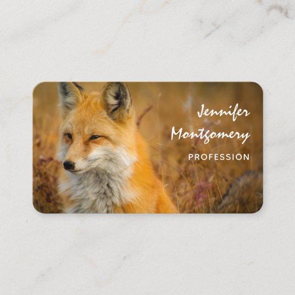Cute Red Fox Wilderness Nature Photography