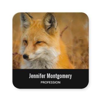 Cute Red Fox Wilderness Nature Photography Square  Square