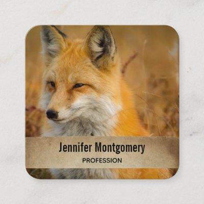 Cute Red Fox Wilderness Nature Photography Square  Square