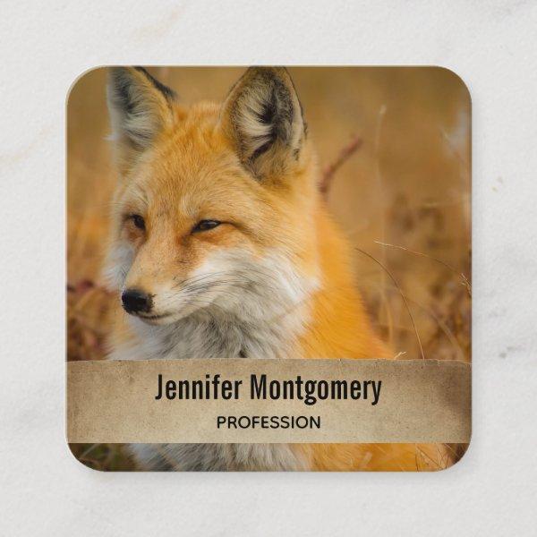 Cute Red Fox Wilderness Nature Photography Square  Square
