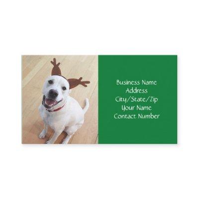 Cute Smiling White Reindeer Dog Green Christmas