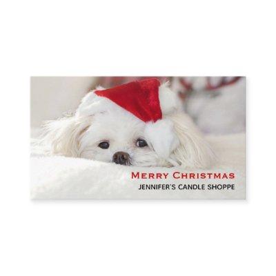 Cute White Dog in a Red Christmas Hat