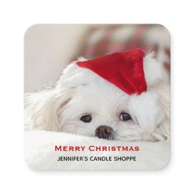 Cute White Dog in a Red Christmas Hat Square