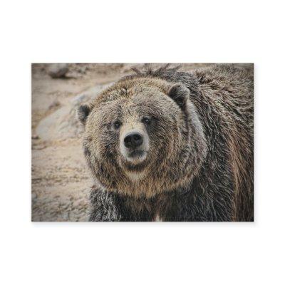 Cute Wild Animal Grizzly Bear Face