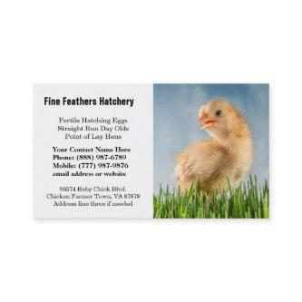 Cute Yellow Baby Chick Photo