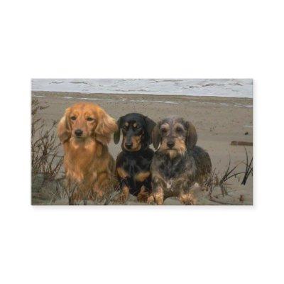 Dachshund Breeder