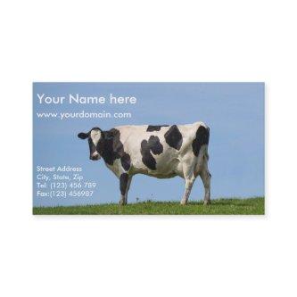 dairy cow