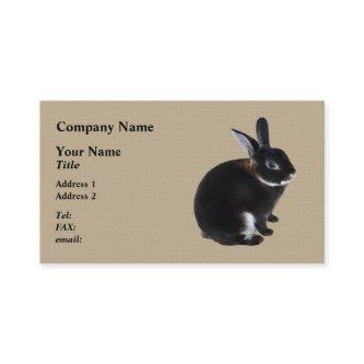 Dark Brown and White Mini Rex Rabbit