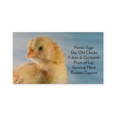 Day Old Chick - Layers or Broilers Farm
