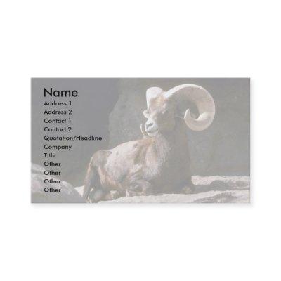 Desert bighorn sheep (Adult ram bedded down in sun