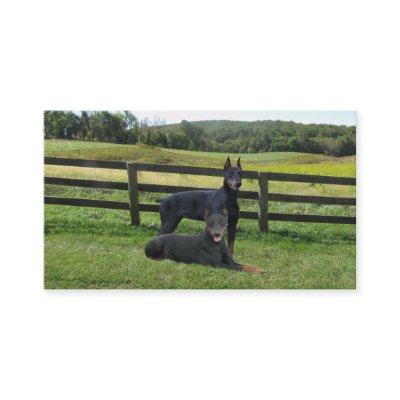 Doberman Pinscher Lover