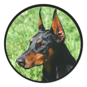 doberman pinscher stickers
