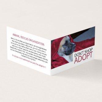 Dog in Red Blanket, Pet Adoption Detailed