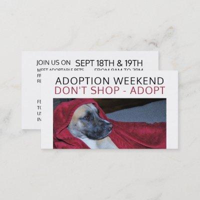 Dog in Red Blanket, Pet Adoption Event Advertising