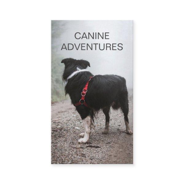 Dog Walker Dog Hikes And Pet Care
