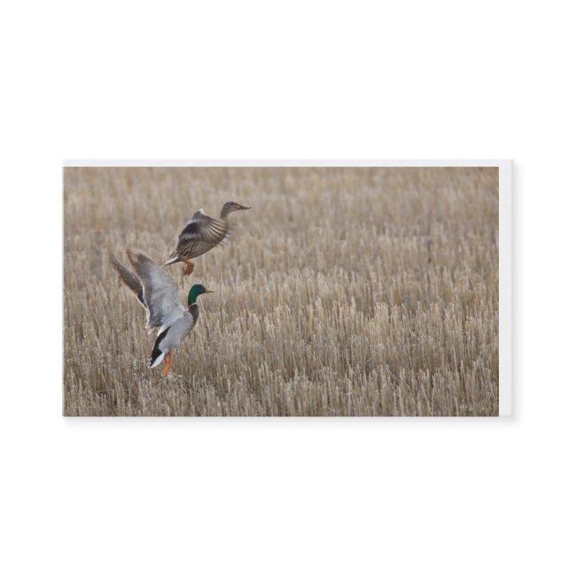 Duck