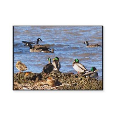 Ducks Watching Geese ATC