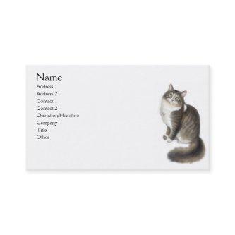 Duffy the Maine Coon Cat