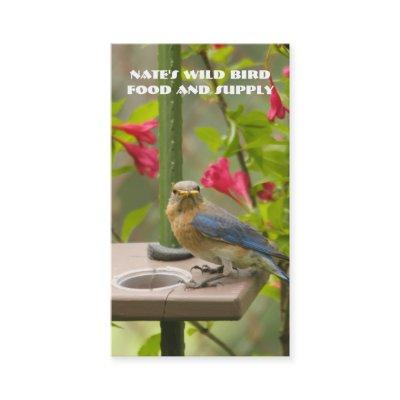 Eastern Bluebird