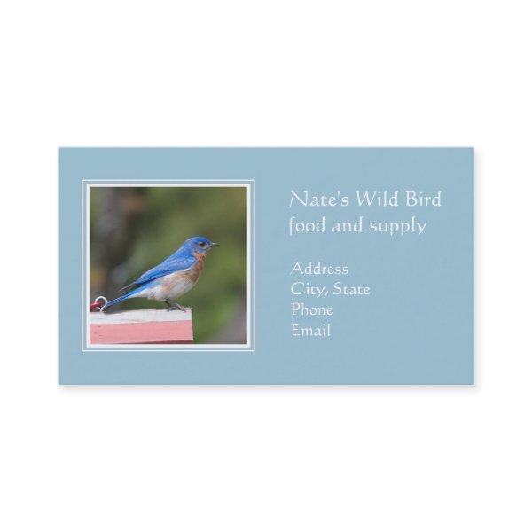 Eastern Bluebird