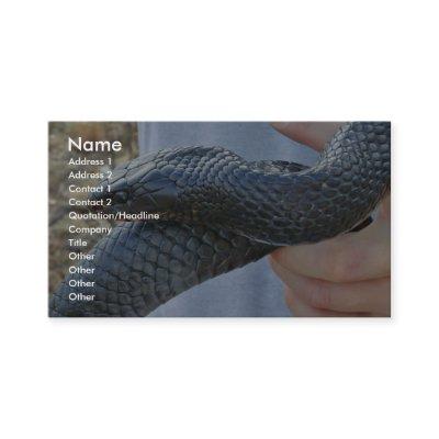 Eastern indigo snake (Drymarchon corais couperi)