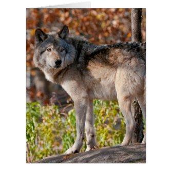 Eastern Timber Wolf Card