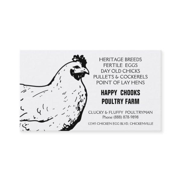 Egg Farm Black and White Chicken