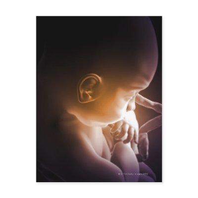 Embryonic Development 5 Postcard