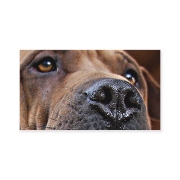 Emergency Pet Alert Cards for Pet Owners