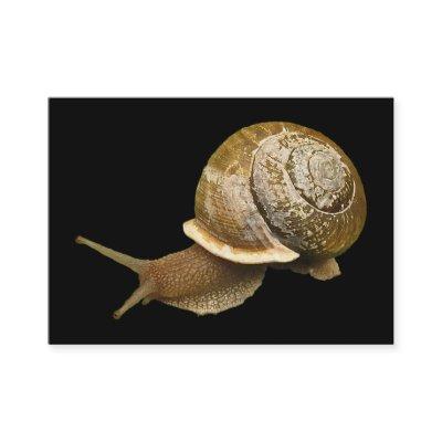Emerging Snail ATC
