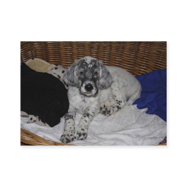 English Setter Puppy