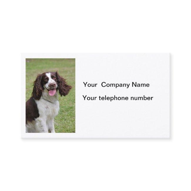 English Springer Spaniel dog photo