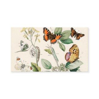 European Butterflies Moths William Forsell Kirby
