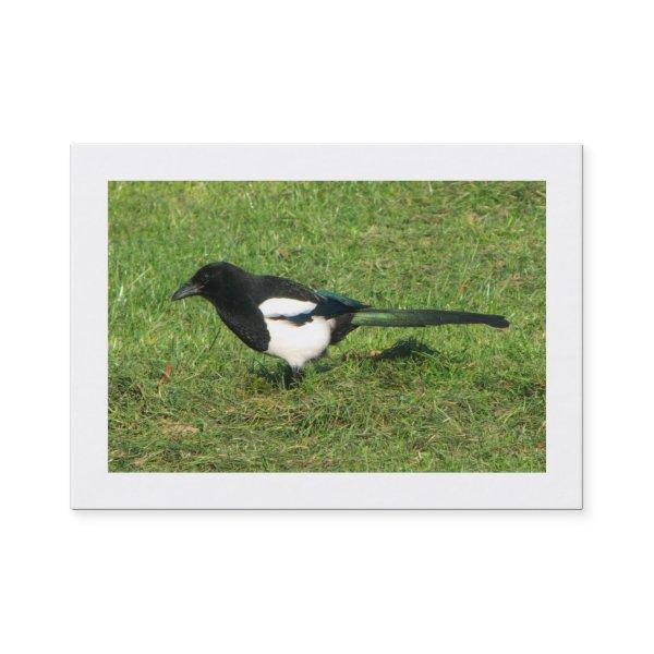 European Magpie (Bordered)
