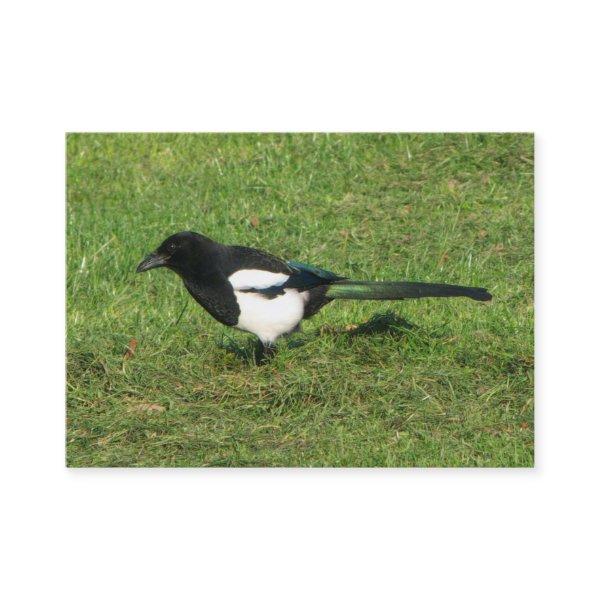 European Magpie