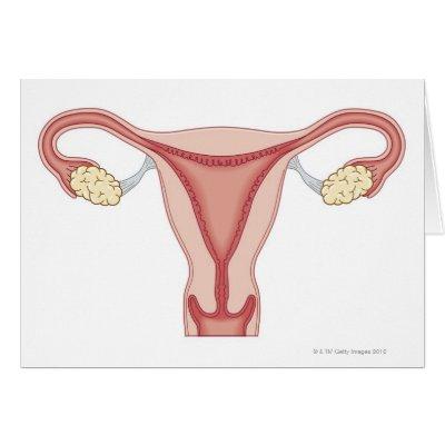 Female Reproductive System 2