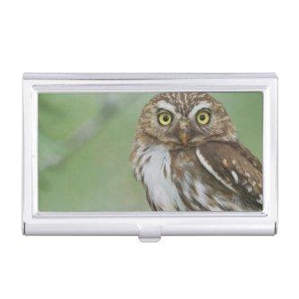 Ferruginous Pygmy-Owl, Glaucidium brasilianum, 3  Case