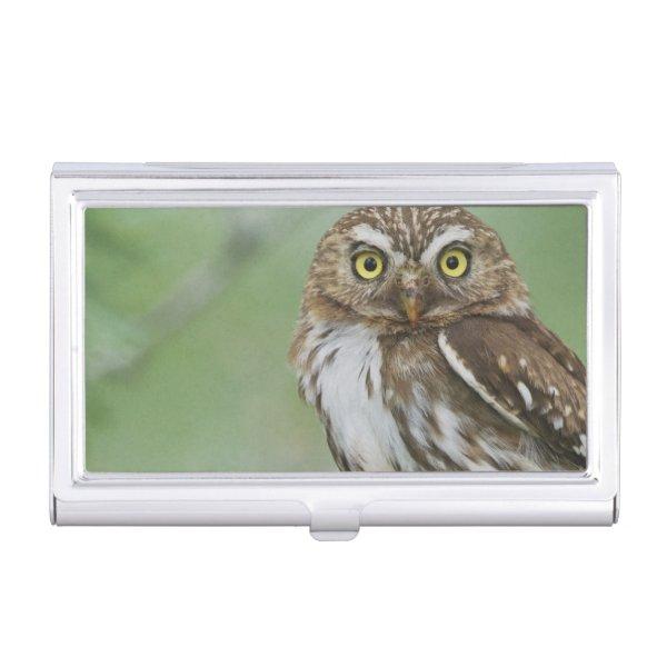 Ferruginous Pygmy-Owl, Glaucidium brasilianum, 3  Case