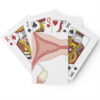 Fertilized Egg Becoming Embryo Poker Cards