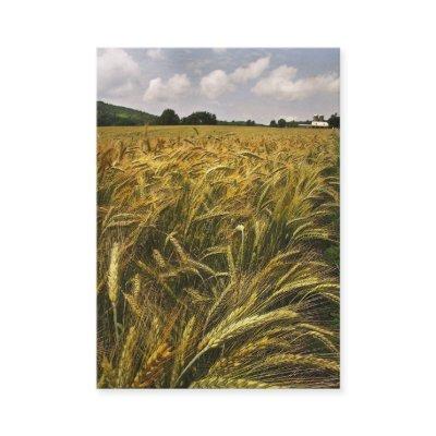 Field of Grain ATC