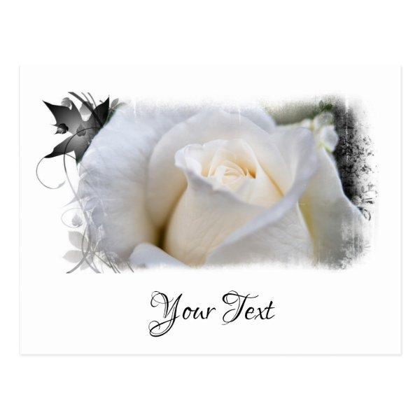 *~* Floral White Macro Rose Artistic AR8  Rose Postcard