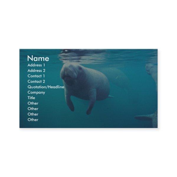 Florida Manatee